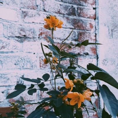 解码宇树科技背后资本局：市场化机构抓住“非共识”机遇 红杉账面回报超25亿元